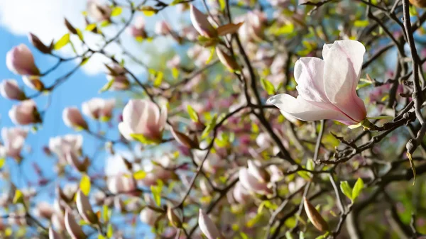 Magnolia Bloom Blossoming Magnolia Flowers Branches Close Magnolia Trees Botanical — Stock Photo, Image