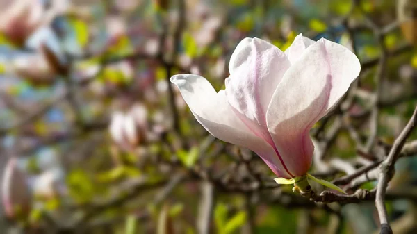 マグノリアの開花 近くの枝にはマグノリアの花を咲かせます 植物園のマグノリアの木 選択的フォーカス 自然抽象的背景 — ストック写真