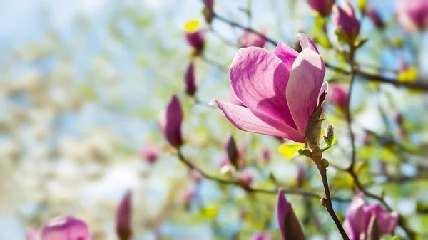 Magnolienblüte Blühende Rosa Magnolienblüten Den Zweigen Aus Nächster Nähe Magnolienbäume — Stockfoto
