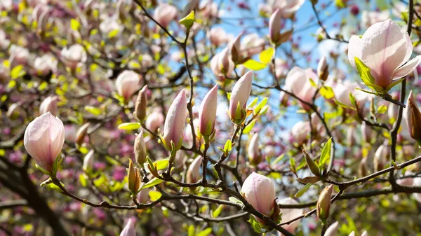Magnolienblüte Blühende Weiße Magnolienblüten Den Zweigen Magnolienbäume Botanischen Garten Des — Stockfoto