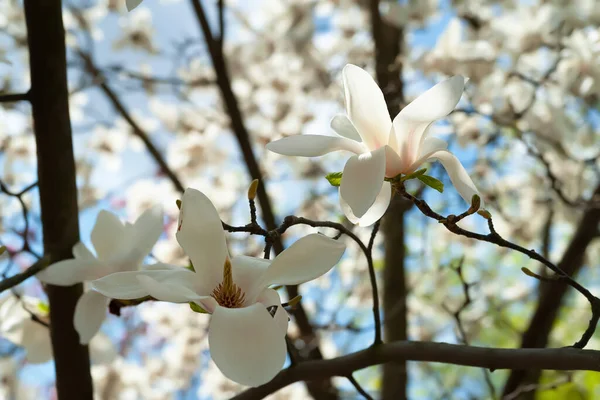 Magnolienblüte Blühende Weiße Magnolienblüten Den Zweigen Recken Sich Gen Himmel — Stockfoto