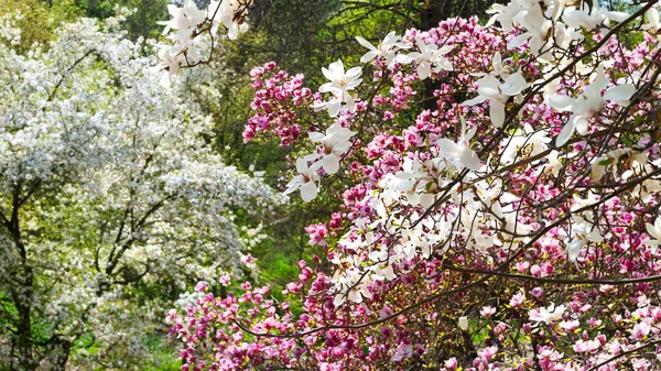 Magnolia Blommar Blommande Magnolia Blommor Grenarna Rosa Och Vita Magnoliaträd — Stockfoto