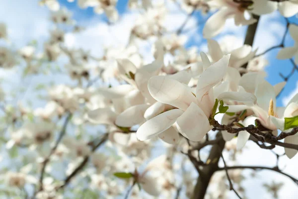 Magnolia Kwitnie Kwitnące Białe Kwiaty Magnolii Gałęziach Pod Niebem Drzewa — Zdjęcie stockowe