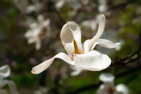 Magnolia Flowering Blossoming White Magnolia Flowers Branches Close Magnolia Trees — Stock Photo, Image