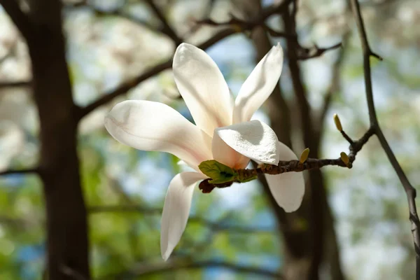 Magnolienblüte Blühende Weiße Magnolienblüten Den Zweigen Aus Nächster Nähe Magnolienbäume — Stockfoto