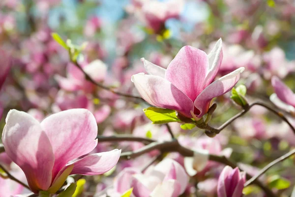 Magnolia Flowering Blossoming Flowers Pink Magnolia Branches Magnolia Trees Spring — Stock Photo, Image