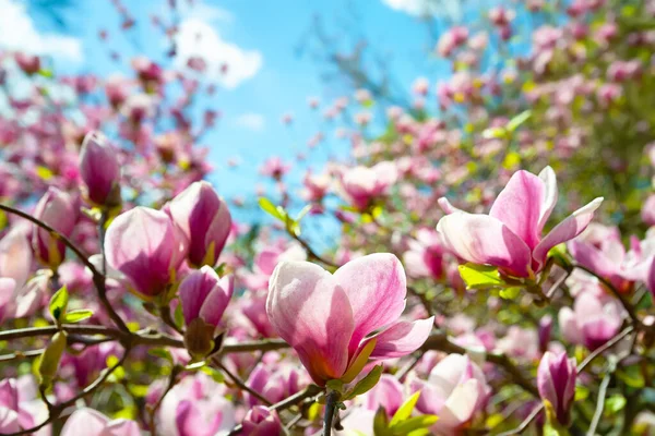 Magnolienblüte Blühende Rosa Magnolienblüten Den Zweigen Magnolienbäume Botanischen Garten Des — Stockfoto