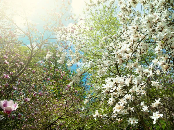 Magnolia Bloom Magnólie Botanické Zahradě Bílá Růžová Magnólie Větvích Proti — Stock fotografie