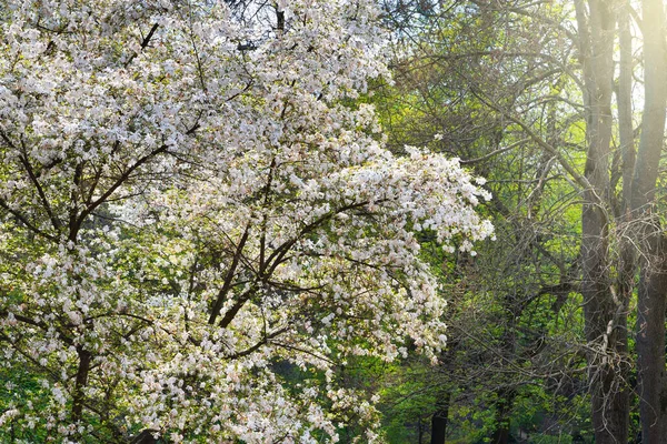 Blommande Vit Magnolia Blommande Magnolia Blommor Grenarna Magnoliaträd Vårens Botaniska — Stockfoto