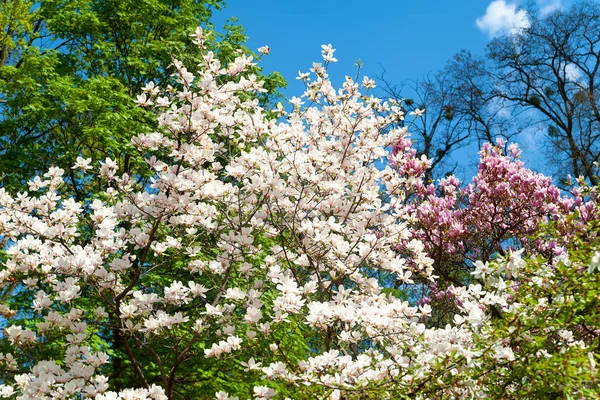 Vit Magnolia Blomma Blommande Magnolia Blommor Grenarna Magnoliaträd Vårens Botaniska — Stockfoto