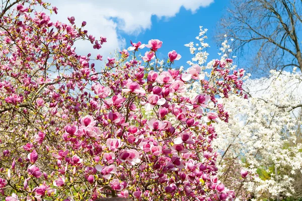 Magnolia Blommar Magnoliaträd Botaniska Trädgården Vit Och Rosa Magnolia Grenarna — Stockfoto