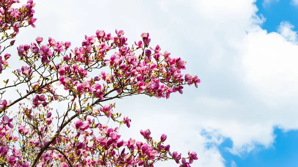 Magnolia flowering. Blossoming flowers of pink magnolia on the branches against the sky. Magnolia trees in the spring botanical garden. Beautiful flowers. Selective focus. Natural abstract background