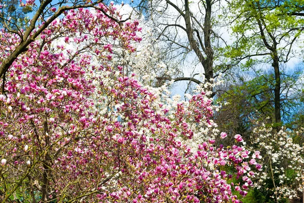 Pink magnolia blossom. Blossoming magnolia flowers on the branches. Magnolia trees in the spring botanical garden. Selective focus. Natural abstract background