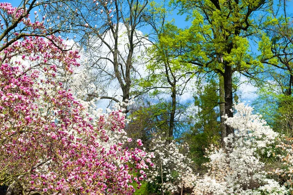 Magnolienblüte Blühende Magnolienblüten Den Zweigen Rosa Und Weiße Magnolien Botanischen — Stockfoto