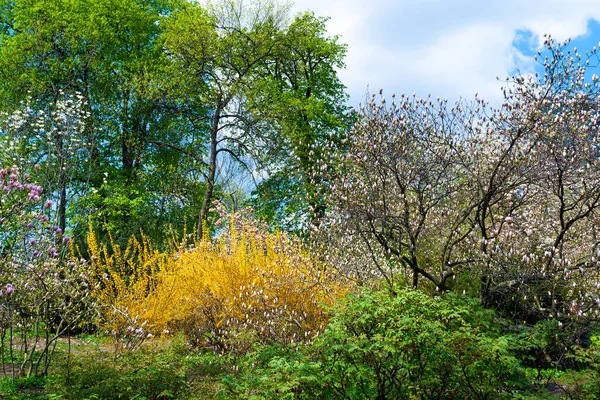 マグノリアの開花 マグノリアの木や黄色いブッシュに花を咲かせます 選択的フォーカス 自然抽象的背景 — ストック写真