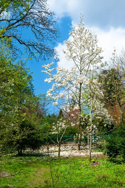 Magnolia flowering. Magnolia tree in botanical garden. White magnolia among fallen petals. Natural background