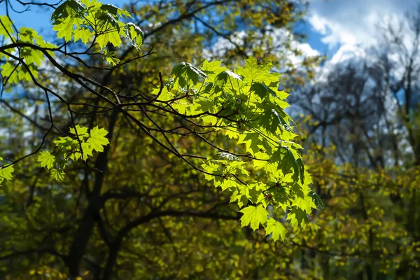 Leaves to the light. Glow of green foliage of a tree in a sunbeam. Natural abstract background