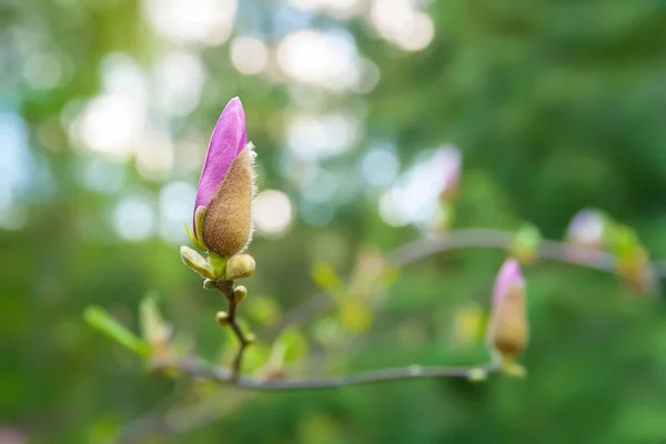 Magnolia Çiçek Açıyor Çiçek Açan Pembe Manolya Çiçekleri Dallara Yakın — Stok fotoğraf