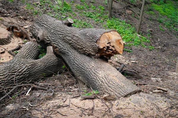 Cut tree. Fallen tree sawn into logs. Sanitary clearing of forests and parks. Concept of protecting nature