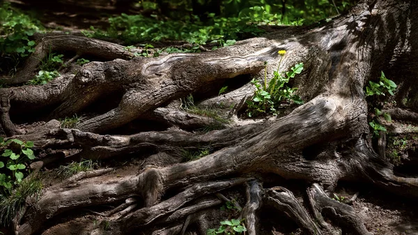 Trädrötter Stor Utsmyckad Trädrot Vårblommor Spirade Mellan Stora Rötter Naturlig — Stockfoto