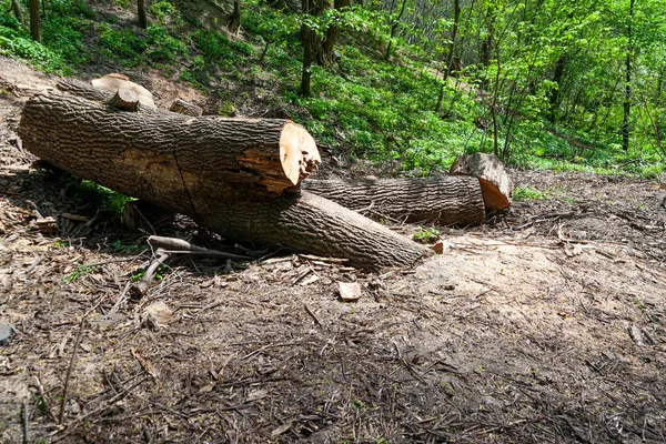 Sawn tree. Fallen old tree cut into logs. Sanitary deforestation and parks. The concept of protecting nature