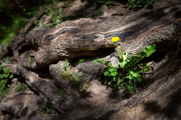 Korzeń Drzewa Wiosenne Kwiaty Promieniach Światła Pomiędzy Ogromnymi Korzeniami Duży — Zdjęcie stockowe