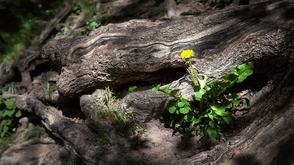 Baumwurzeln Große Verzierte Baumwurzel Frühlingsblumen Lichtstrahlen Zwischen Riesigen Wurzeln Natürlicher — Stockfoto