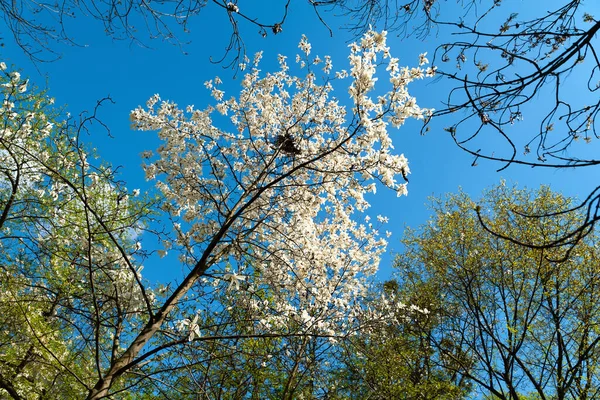 Magnolia Blommar Vit Magnolia Grenarna Mot Den Blå Himlen Magnoliaträd — Stockfoto