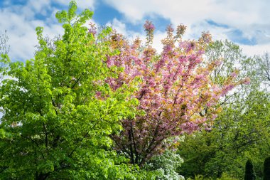 Kiraz çiçeği. Dallarda çiçek açan sakura ağaçları. Botanik bahçesinde pembe sakura çiçekleri. Park manzarası. Doğal soyut arkaplan