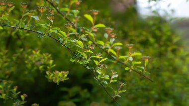 Işığa doğru gidiyor. Çalının yeşil yaprakları güneş ışığıyla parıldıyor. Doğal soyut arkaplan