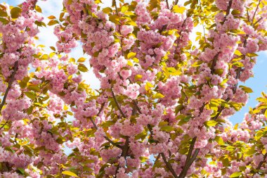 Kiraz çiçeği. Sakura dallarında açan çiçekler. Botanik bahçesinde pembe sakura çiçekleri kapanıyor. Lanet park manzarası. Doğal soyut arkaplan