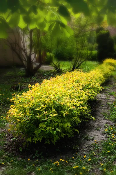 Zierstrauch Zierstrauch Der Gasse Des Botanischen Gartens Natürlicher Hintergrund — Stockfoto