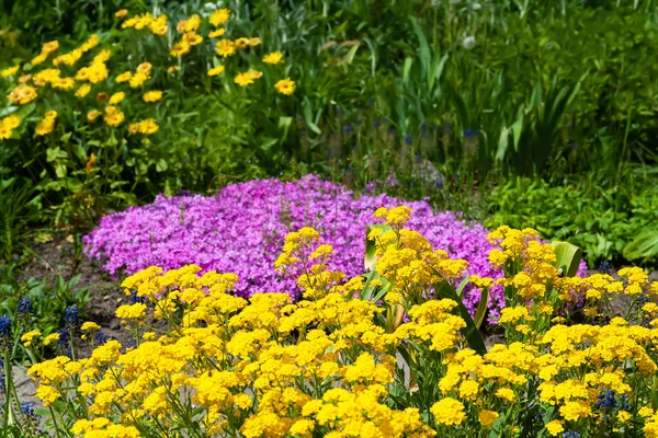 Flowers in the flower bed. Yellow and pink flowers. Blooms in the botanical garden. Natural abstract background