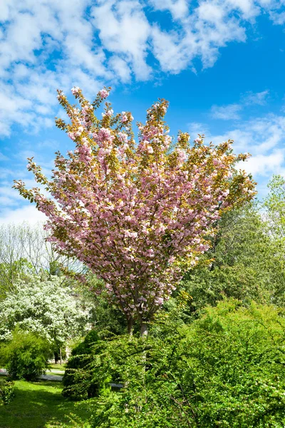 Stock image Sakura bloom. Blooming sakura flowers on the branches. Pink sakura flowers in the spring botanical garden. Park landscape. Natural background