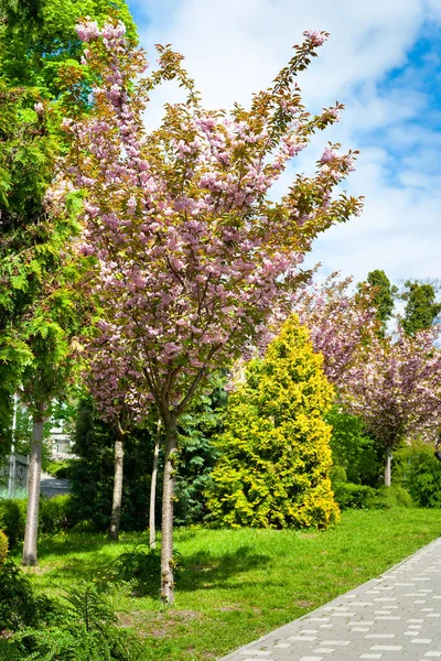 stock image Sakura bloom. Blooming sakura flowers on the branches. Pink sakura flowers in the spring botanical garden. Park landscape. Selective focus. Natural abstract background