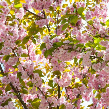 Kiraz çiçeği. Sakura 'nın dallarında açan çiçekler. Botanik bahçesinde pembe sakura çiçekleri. Lanet park manzarası. Doğal soyut arkaplan