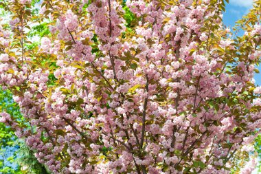 Kiraz çiçeği. Sakura dallarında çiçek açan çiçekler. Botanik bahçesinde pembe sakura çiçekleri. Çiçek açan bir parkın manzarası. Doğal soyut arkaplan