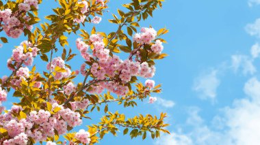 Kiraz çiçeği. Gökyüzüne karşı sakura dallarında açan çiçekler. Botanik bahçesinde pembe sakura çiçekleri. Park manzarası. Doğal soyut arkaplan