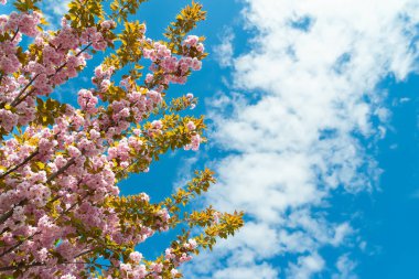 Kiraz çiçeği. Gökyüzüne karşı sakura dallarında açan çiçekler. Botanik bahçesinde pembe kiraz çiçekleri. Park manzarası. Doğal soyut arkaplan