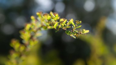 Yeşillikten ışığa. Güneş ışığındaki bir çalılığın yeşil yaprakları parlıyor. Yüzeyin derinliği. Seçici yumuşak odak