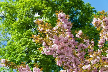 Sakura çiçek açar. Sakura dallarında çiçek açan çiçekler. Botanik bahçesinde pembe kiraz çiçekleri. Lanet park manzarası. Doğal soyut arkaplan