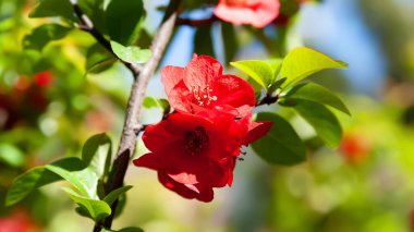 Japon ayva. Kırmızı çiçekler. Japon ayva çiçekleri. Çiçekli çalı. Zengin renk. Doğal altyapının yüzeysel derinliği. Seçici yumuşak odak