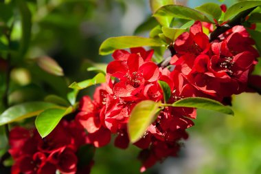 Japon ayva. Kırmızı çiçekler. Japon ayva çiçeklerini yakından çek. Çiçekli çalı. Doymuş renk. Yüzeyin derinliği. Doğal arka plan. Seçici yumuşak odak