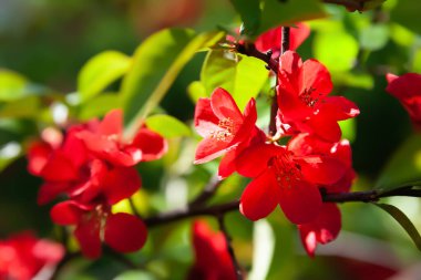 Japon ayva. Japon ayva çiçeklerini yakından çek. Çiçekli çalı. Doymuş renk. Yüzeyin derinliği. Doğal arka plan. Seçici yumuşak odak