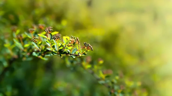 Laisse Lumière Éclat Jeune Feuillage Vert Buisson Dans Rayon Soleil — Photo