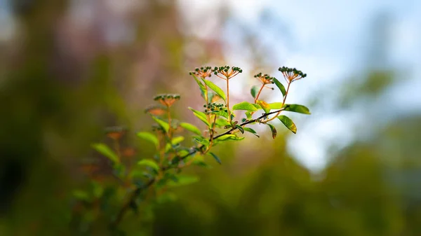 Leaves to the light. Glow of green foliage and buds of a bush in a sunbeam. Shallow depth of field. Selective soft focus