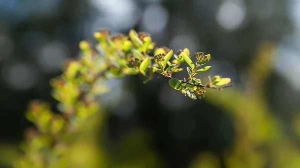 Foliage to light. Glow of young green foliage of a bush in a sunbeam. Shallow depth of field. Selective soft focus