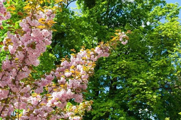 Sakura Blommar Blommande Blommor Sakura Grenar Närbild Rosa Sakura Blommar — Stockfoto