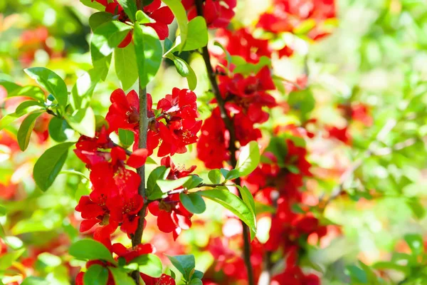 Membrillo Japonés Flores Rojas Flores Rojas Membrillo Japonés Floración Arbustos —  Fotos de Stock