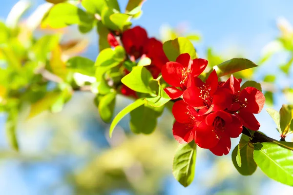 stock image Japanese quince. Red flowers of Japanese quince close-up. Flowering shrub. Saturated color. Small depth of field. Natural background. Selective soft focus